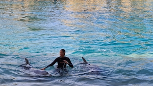 Человек, плавающий с дельфинами