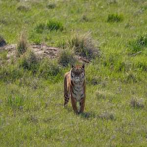 тигр стоит на поле 