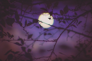 полная луна на небе в окружении верхушек деревьев ночью 
