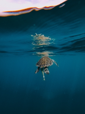 черепаха в океане 