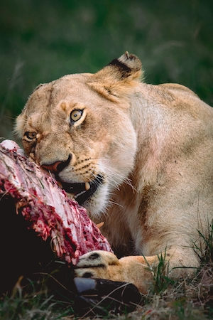 Дикая львица ест сырое мясо, крупный план 