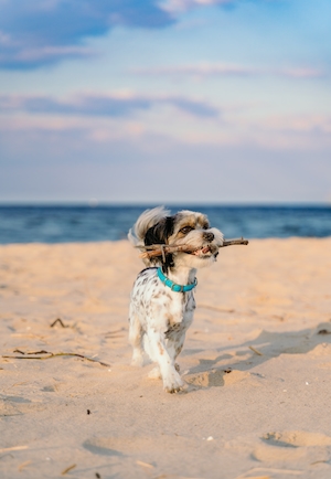 собачка с палкой в забор бежит по песчаному пляжу 