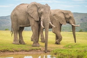 два слона на водопое на фоне холма 