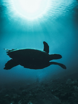 Самка морской черепахи в океане, крупный план 