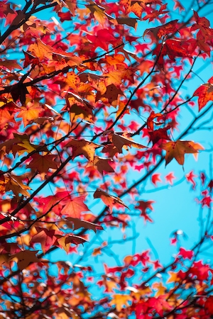 красные листья клена осенью на фоне голубого неба 