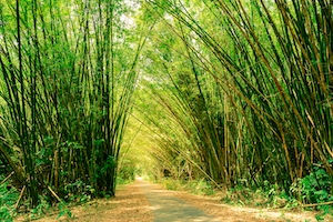 Мощеная бетоном дорожка в густо заросшем тропическом бамбуковом лесу