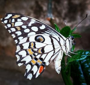 Белая пестрая бабочка на листе, крупный план 