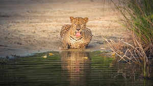Леопард утоляет жажду