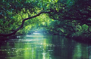 река в лесу, большая река под кронами изогнутых деревьев