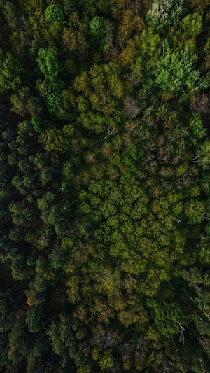 фото зеленого леса сверху 