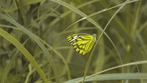 зеленая бабочка с черным узором в траве 