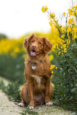 коричневая собака на природе рядом с желтыми цветами 
