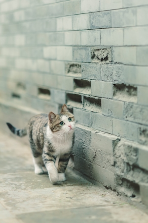 кот гуляет возле кирпичной стены 