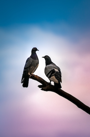 две птицы на ветке на фоне закатного неба 