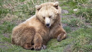 бурый медведь лежит на траве 