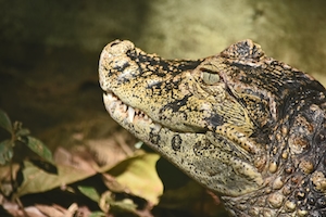 Крокодил, крупный план 