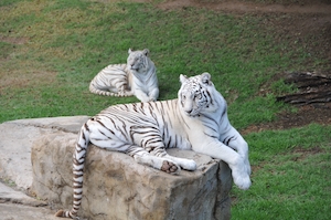Белый тигр лежит на скале, два белых тигра 