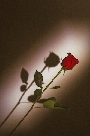 Цветок красной розы, крупный план, винтажная обработка 