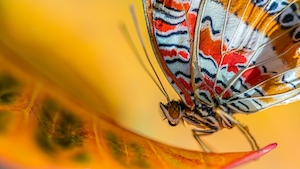 макро-фотография пестрой бабочки на разноцветном листе 