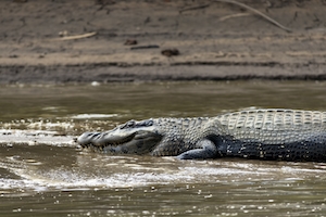 крокодил в воде