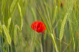 Красный мак на зеленом поле