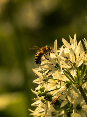 пчела сидит на цветках дикого чеснока 