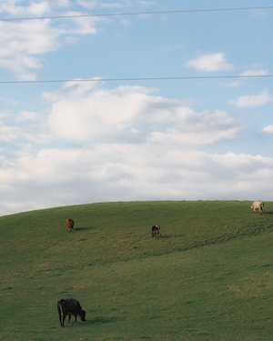 коровы на поле на фоне неба 