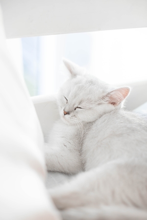 белый кот спит в постели 