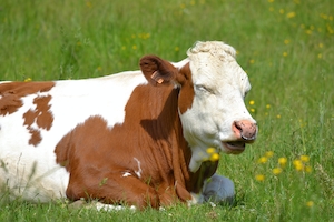 Корова лежит на травянистом поле.