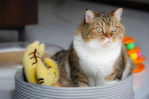 Кошка сидит в корзинке с игрушками 