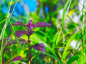Красное красивое растение в окружении зеленой травы 