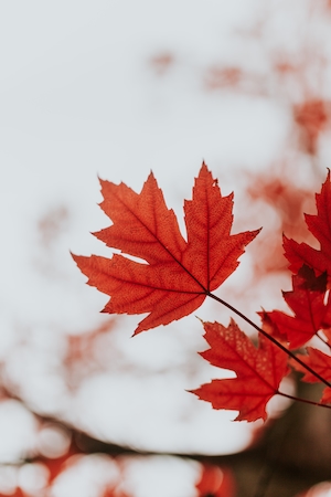 Красный кленовый лист осенью, крупный план