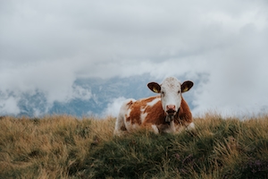 коричнево-белая корова лежит на поле 