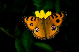 оранжевая бабочка на фоне желтого цветка 