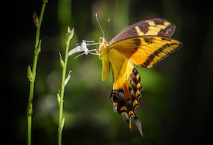 большая желтая бабочка сидит на зеленом колосе 