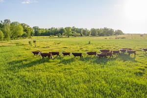 Коровы гуляют по полям 