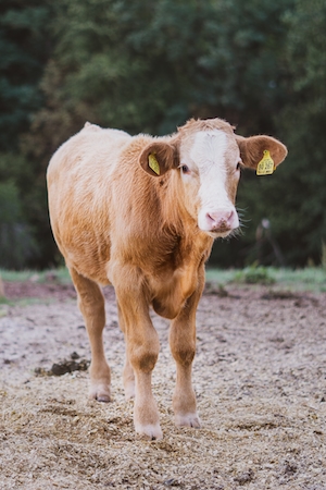 молодая корова с желтыми бирками на ушах 