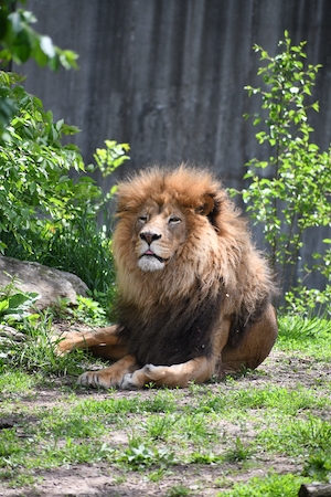лев лежит на траве
