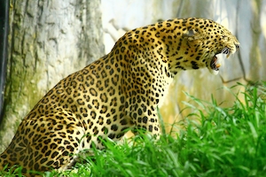 леопард рычит 