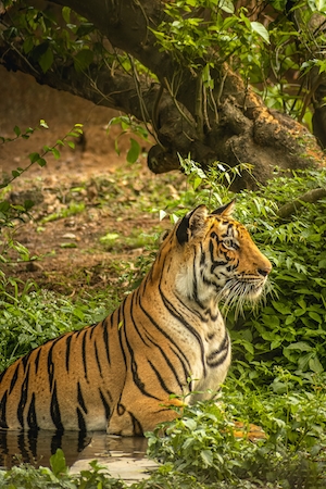 Королевский бенгальский тигр сидит у воды, профиль 