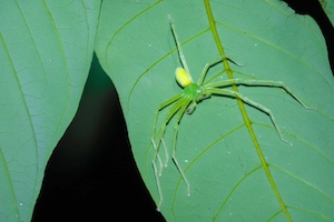 Зеленый паук-охотник на листе в лесном саду Амболи в Махараштре, Индия
