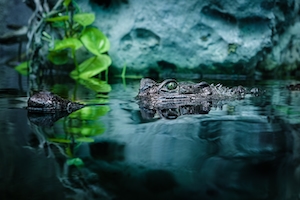крокодил плывет на поверхности воды 