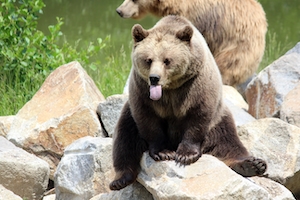 бурый медведь сидит на камнях и показывает язык 