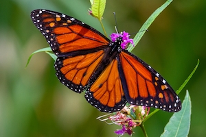 Бабочка-монарх на цветке.