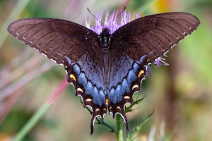 Бабочка с трубчатым ласточкиным хвостом на чертополохе.