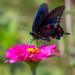 Бабочка с трубчатым ласточкиным хвостом на розовой циннии.