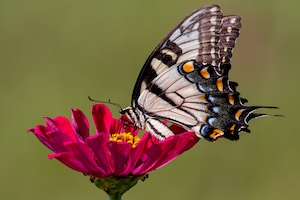 Восточная тигровая бабочка с ласточкиным хвостом на циннии