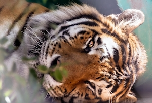 Портрет спящего тигра.