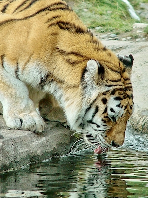 Тигр пьет воду, крупный план 