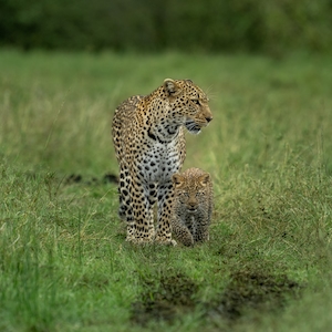 леопард со своим детенышем гуляют по траве 